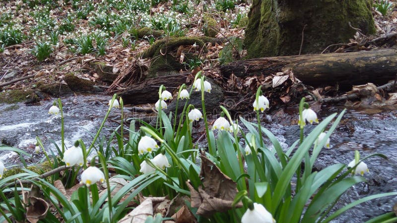 Spring snowflake next the brook. Detail of spring snowflake