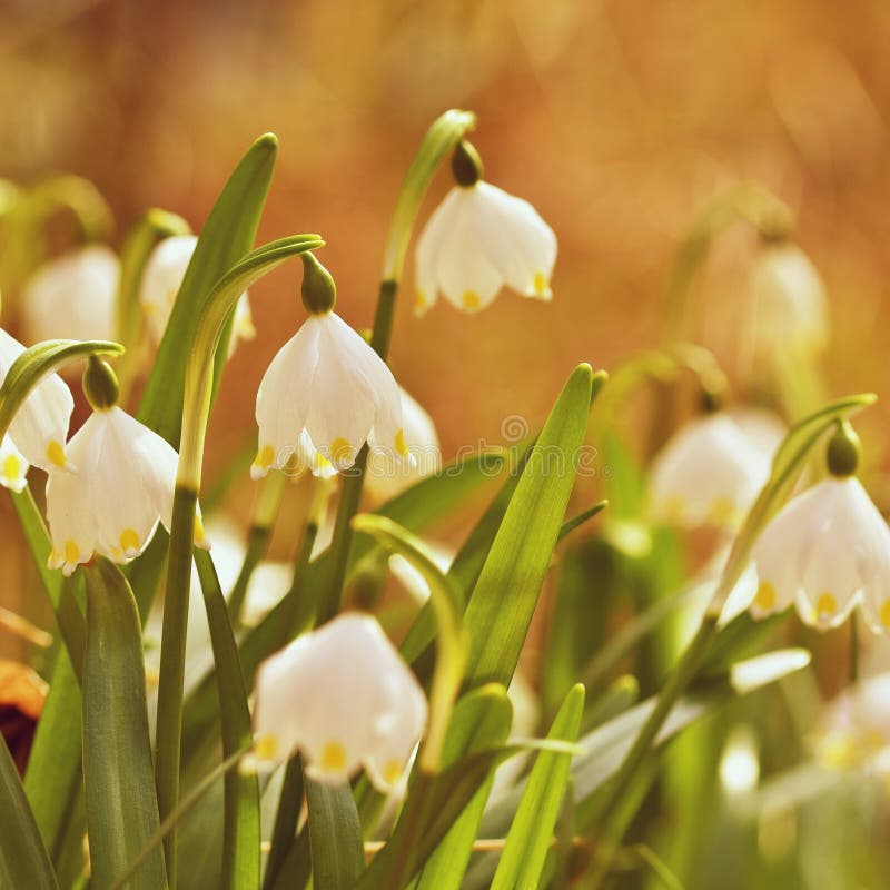 Spring Snowflakes Flowers. Leucojum Vernum Carpaticum Beautiful ...