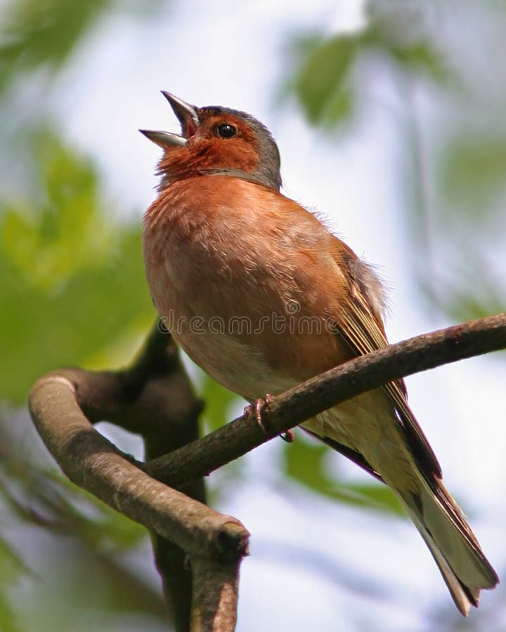 Spring song - chaffinch