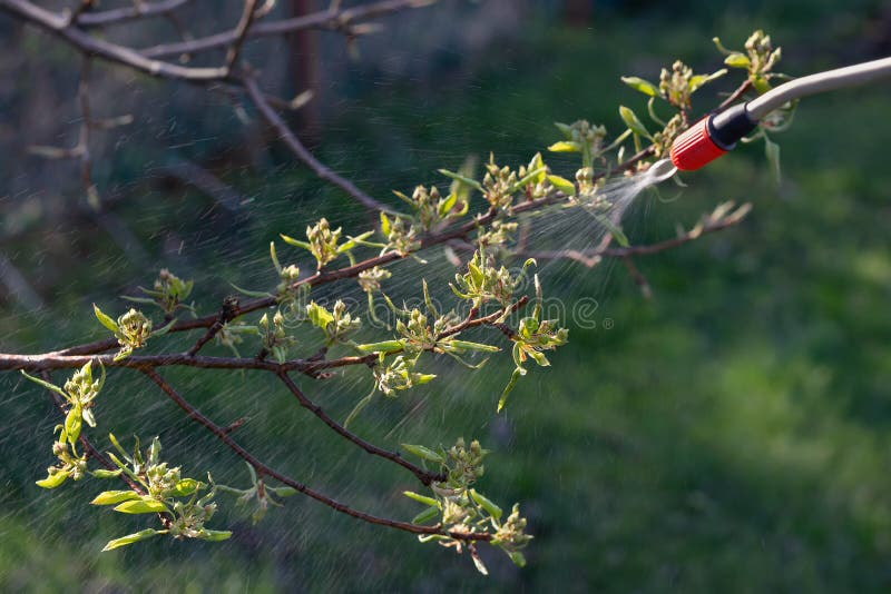 Spring Spraying of Fruit Trees on Buds for the Prevention of Diseases and Pests Stock Image