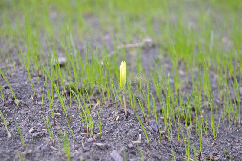 Spring sprout of grass