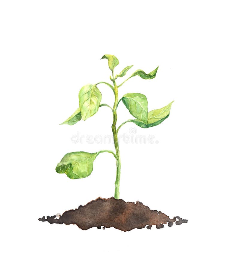 Spring sprout - green plant. Watercolor