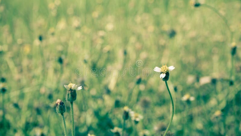 Spring summer nature little flowers, nature beautiful, toning design, sun plants.wild grass vintage green nature background stock photo Spring summer nature little flowers, nature beautiful, toning design, sun plants.wild grass vintage green nature background stock photo