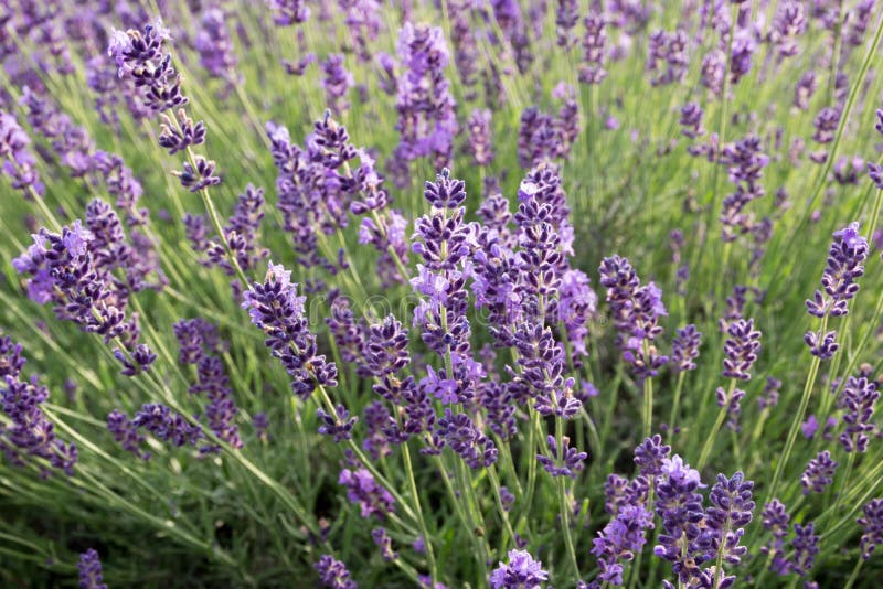Common Lavender Lavandula Angustifolia Stock Image - Image of ...