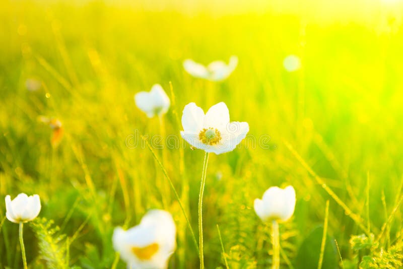 Spring And Summer Wallpaper With Green Grass And White Flowers Stock