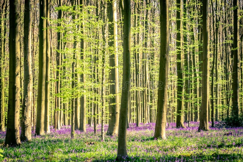 Sunrise and a bluebells carpet in the Blue Forest, Hallerbos national park Belgium