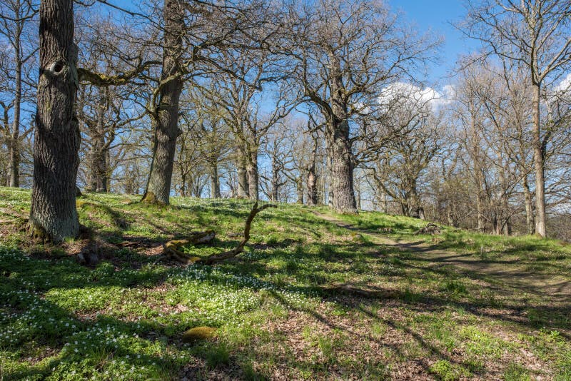 Oak grove during spring in Norrkoping, Sweden. Oak grove during spring in Norrkoping, Sweden