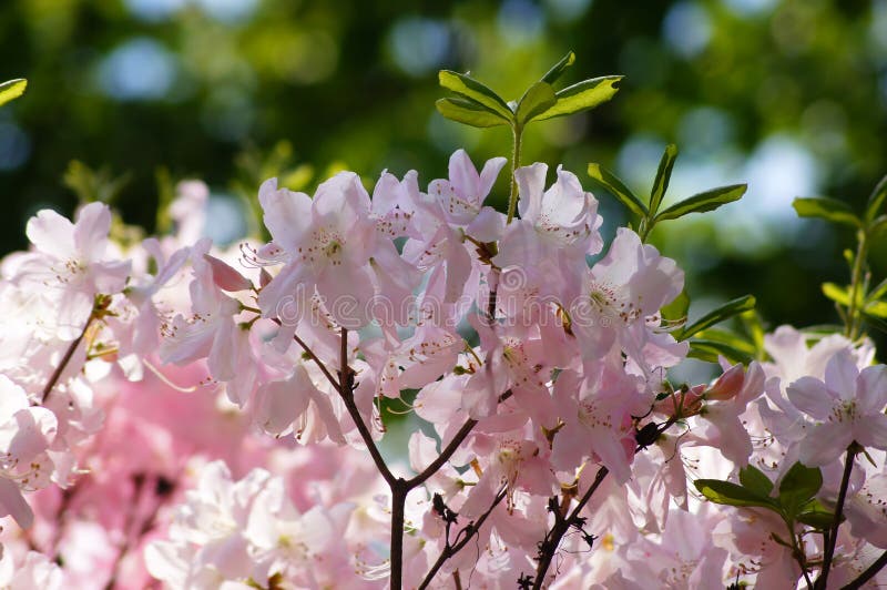 Spring tenderness 5. stock photography
