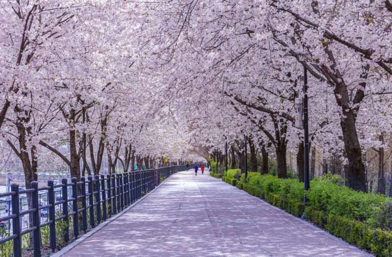 Cherry Blossom in Spring,Seoul,South Korea Stock Image - Image of ...