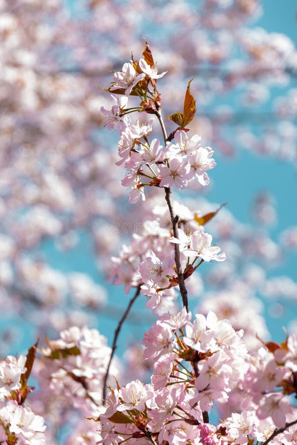 Spring Time Cherry Blossoms. the Cherry Blossoms are in Full Bloom