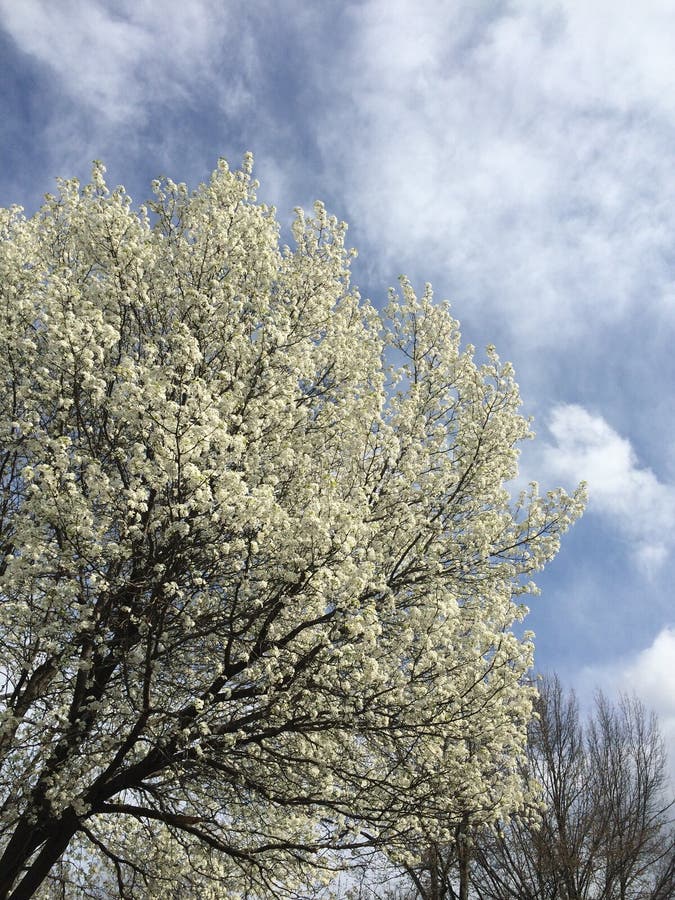 Spring time dogwood bloom stock photo. Image of clouds 52490894
