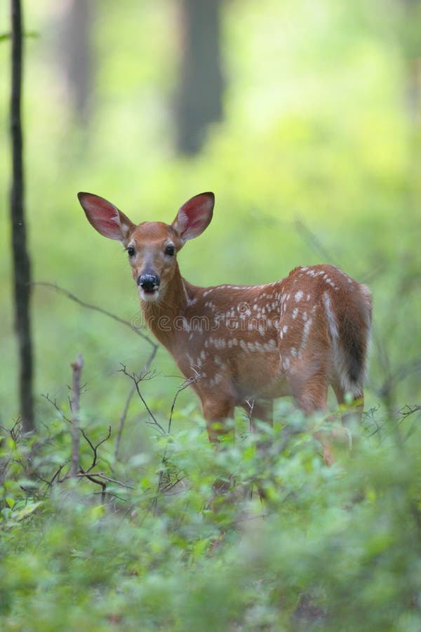 Spring Time Fawn