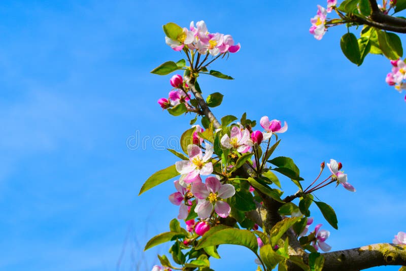 Spring Tree, Blooming Tree, Decorated Tree Stock Image Image of