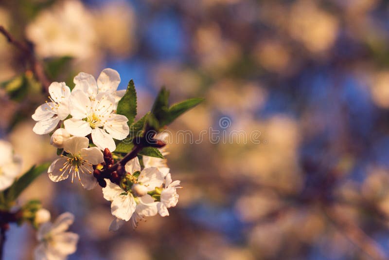 Spring tree blossoming. Cherry tree branch in spring blossom close-up. Flowers blooming at sunset. Copy space. Spring card. Tender royalty free stock photography Spring tree blossoming. Cherry tree branch in spring blossom close-up. Flowers blooming at sunset. Copy space. Spring card. Tender royalty free stock photography