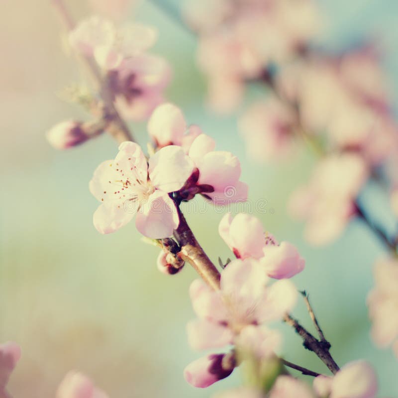 Spring Tree Blossoms Background - Nature Background Stock Image - Image ...