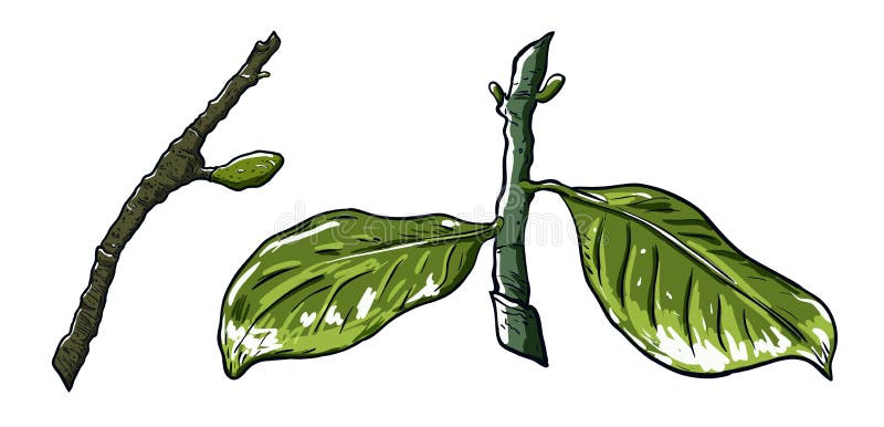 Spring tree branch with buds and branch with leaves. Drawing, vector illustration, white background vector illustration Spring tree branch with buds and branch with leaves. Drawing, vector illustration, white background vector illustration
