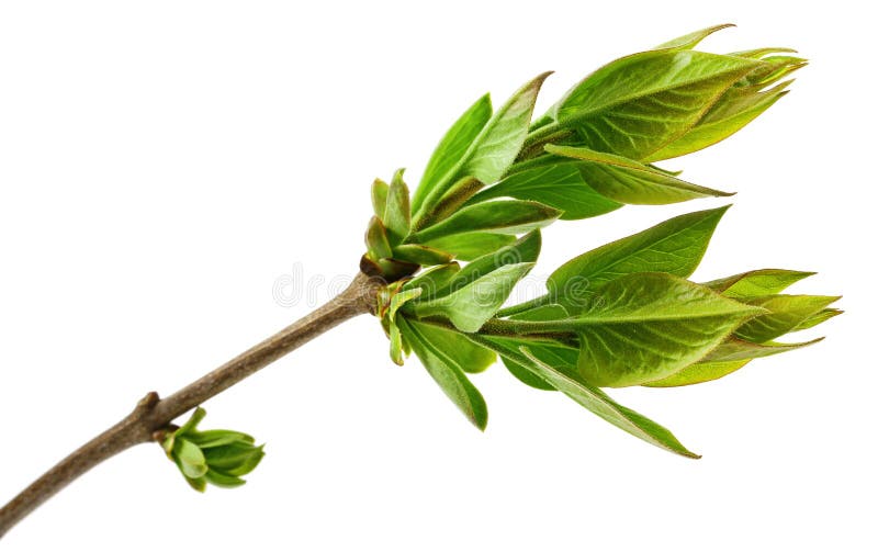Spring tree branch with fresh buds isolated on white royalty free stock photo