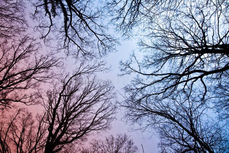 Spring tree crowns with old leaves