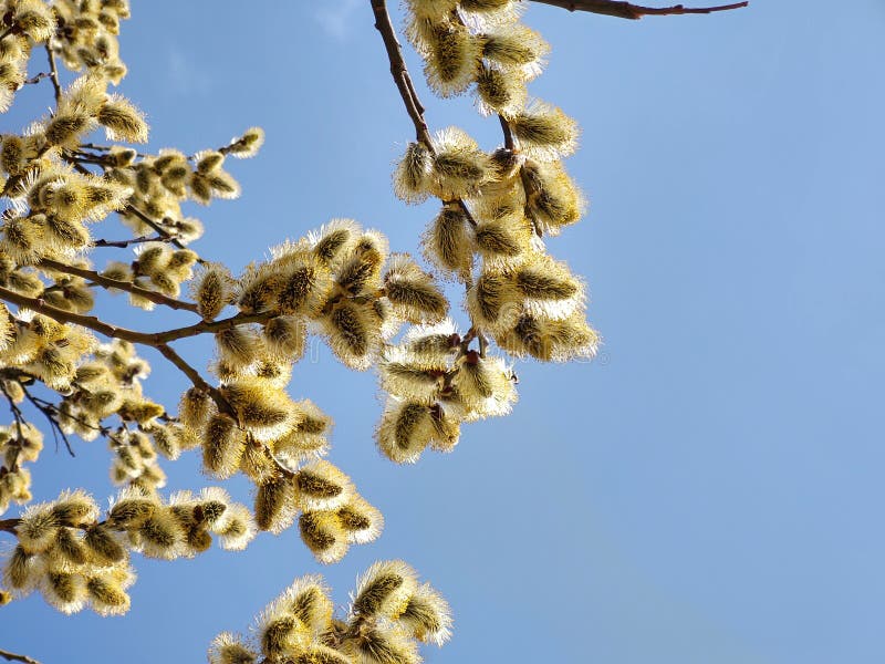 Spring Tree Flowering. Branch of Willow Wkith Catkins - Lamb`s-tails ...