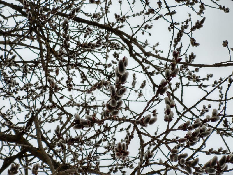 Jarní kvetoucí strom. Catkin květina na stromě.