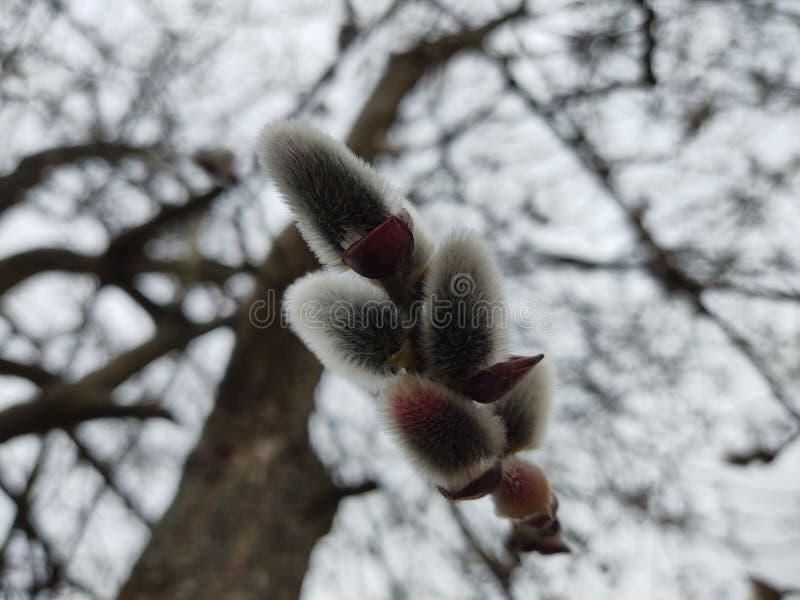 Jarný kvitnutie stromu. Catkin kvet na strome.