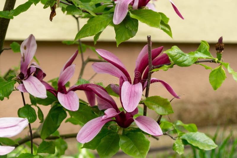 Jarní kvetoucí strom - Magnolia květy kvetoucí na stromě.