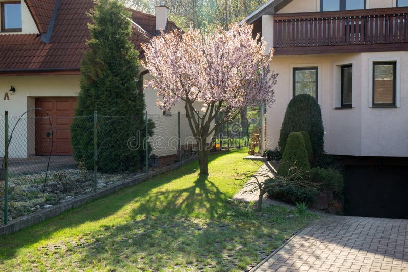 Jarný kvitnutie stromu. Ružovo kvitnúci strom. Slovensko.