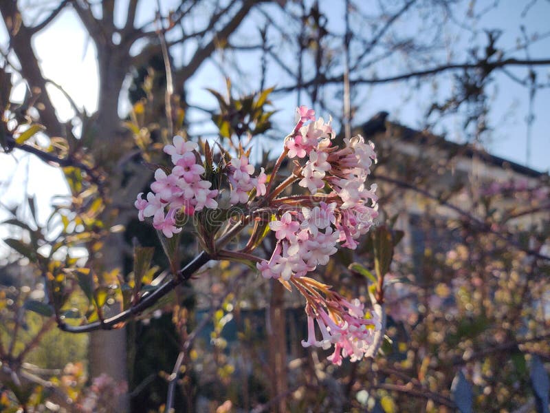 Spring tree flowering. Pink flowers.