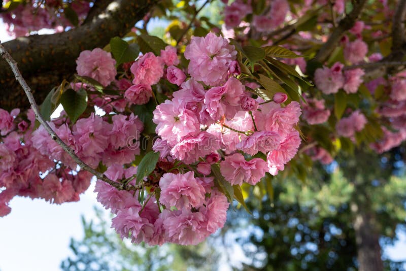 Jarný kvitnutie stromu. Ružové kvety na kvitnúcom strome.
