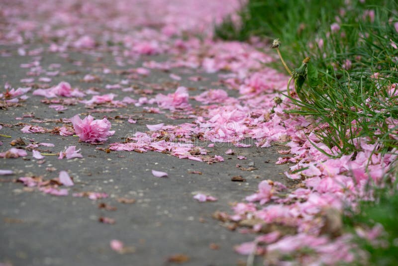 Spring tree flowering. Pink petals on the road.