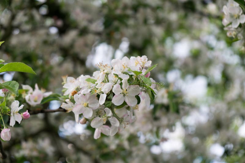 Jarný kvitnutie stromu. Biely kvitnúci strom. Slovensko.