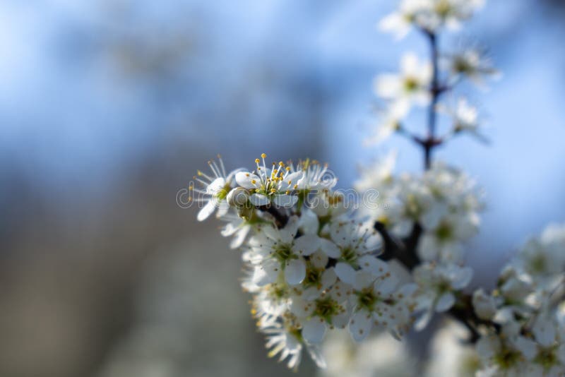 Spring tree flowering. White blooming tree.