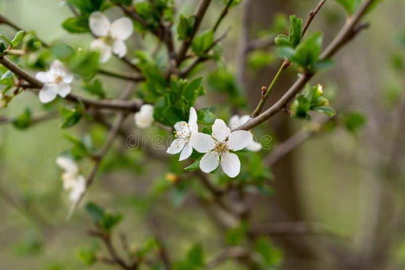 Spring tree flowering. White blooming tree.