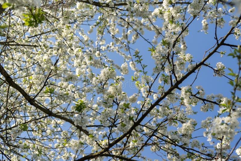 Jarný kvitnutie stromu. Biely kvitnúci strom. Slovensko.