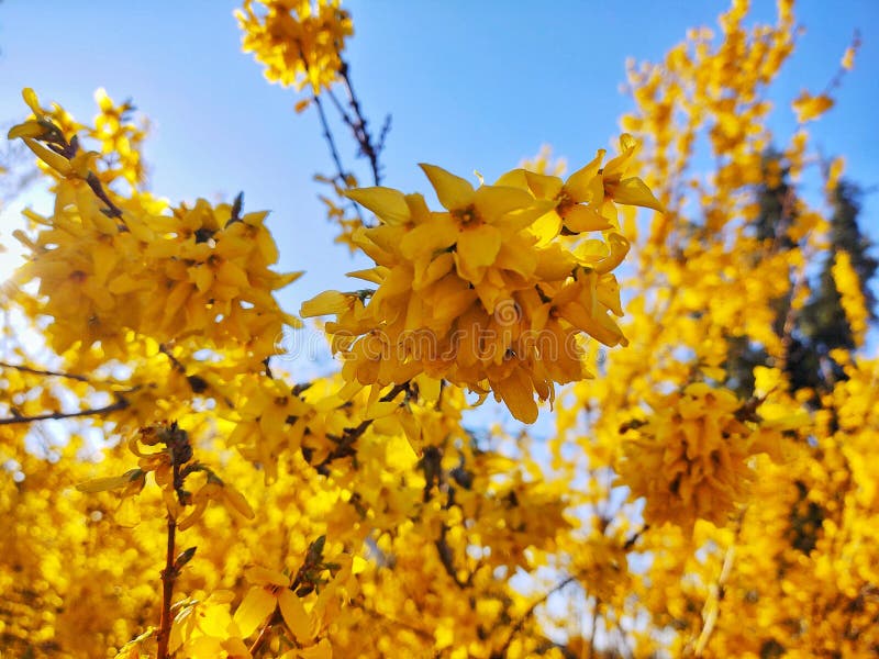 Spring tree flowering - Forsythia flower.