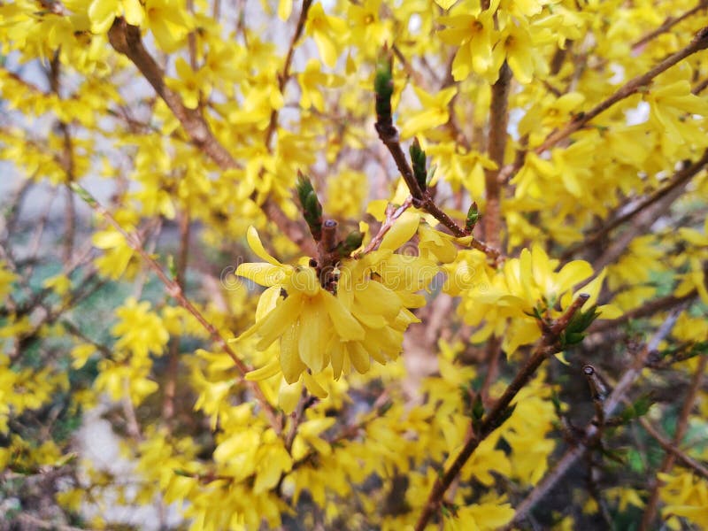 Spring tree flowering - Forsythia flower.