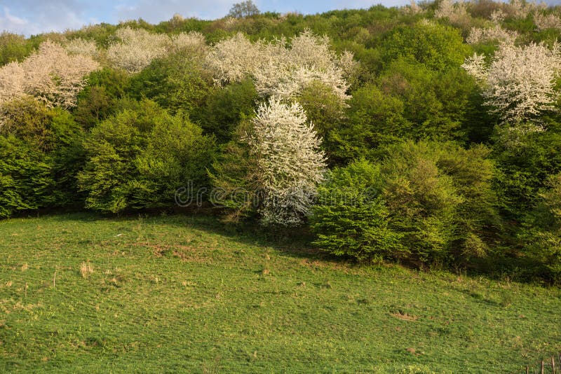Spring Tree, Half Green Half White in Forest Stock Image Image of