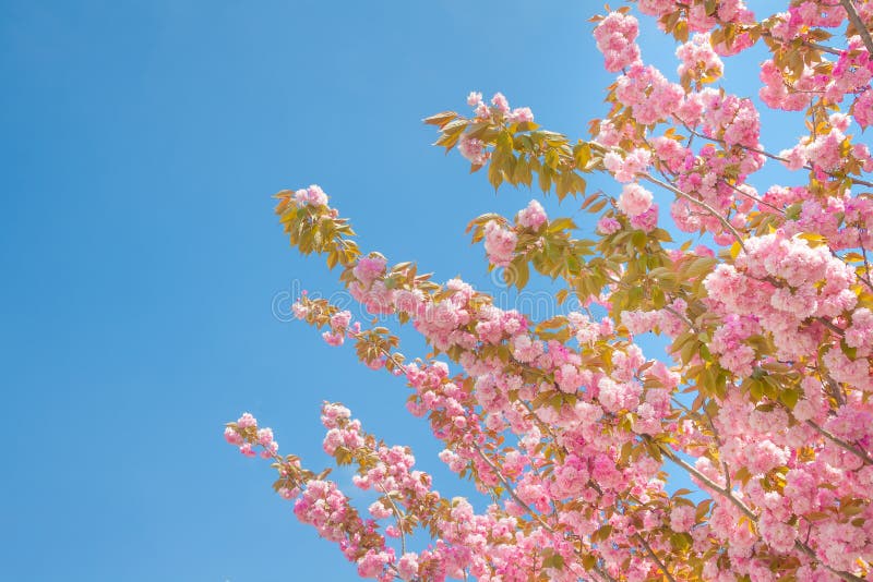 Spring tree with pink flowers stock images