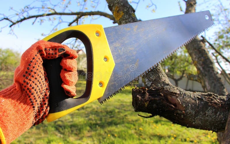 581 Hacksaw Tree Stock Photos Free Royalty Free Stock Photos
