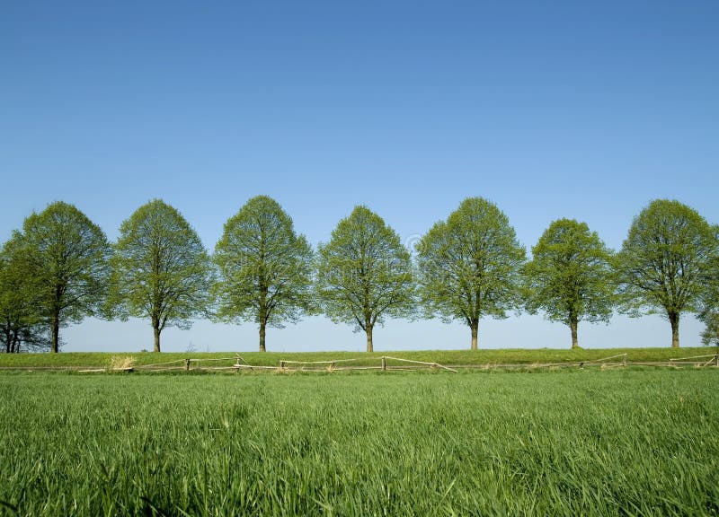 Spring trees