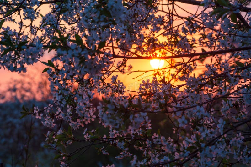 Spring Trees are Blooming Beautifully Stock Photo - Image of grow ...