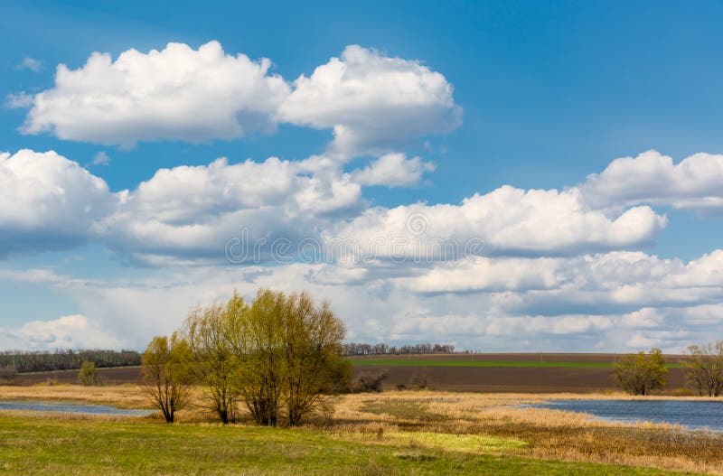 Spring trees on flooded meadow royalty free stock photo