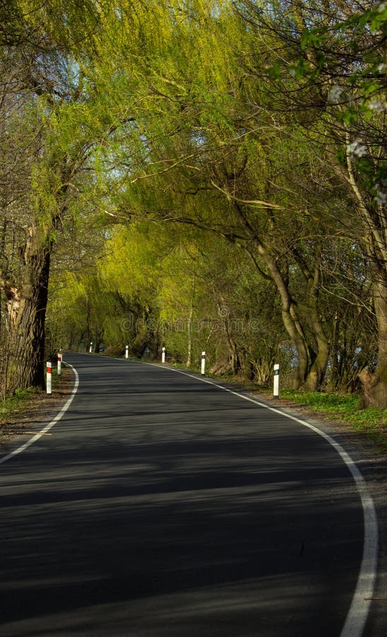 Spring Trip in a Tree Avenue Blue Sky and Lake 6 Stock Image Image