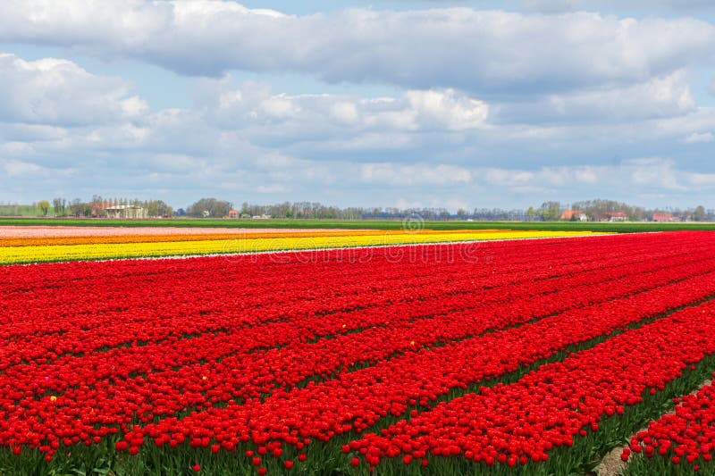 Spring Tulip Fields in Holland, Flowers in Netherlands Stock Image