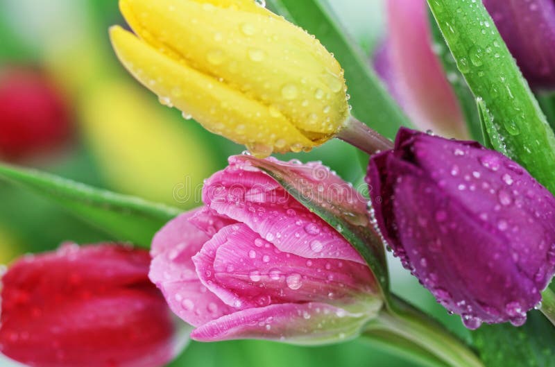 Colorato, fresco di primavera tulipani fiori con gocce di rugiada.