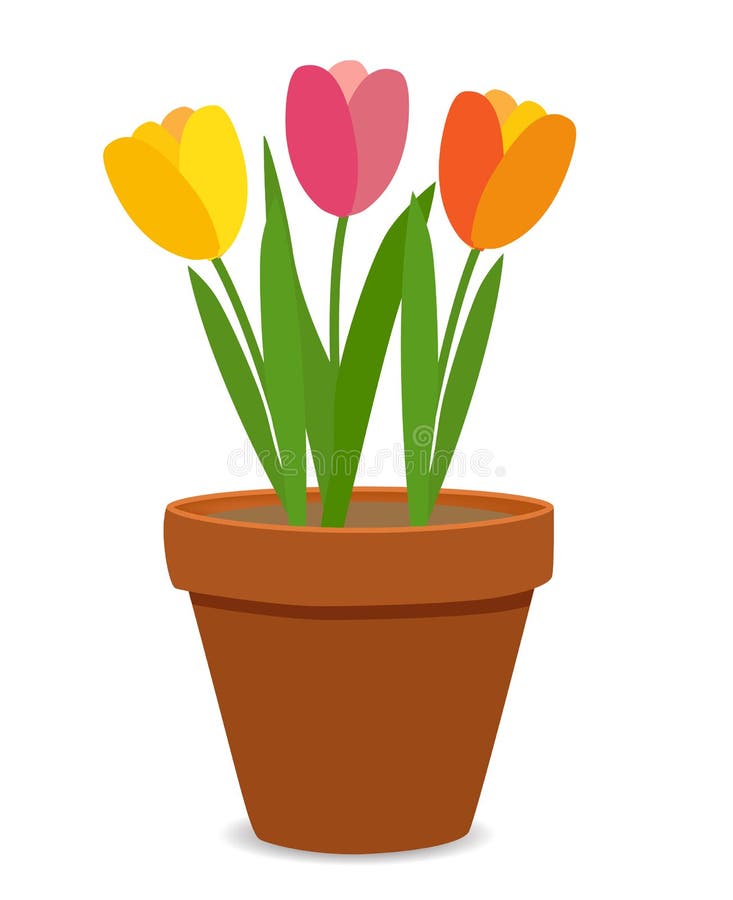 Tulip Flowers In A Pot  Vector Illustration  Stock Vector 