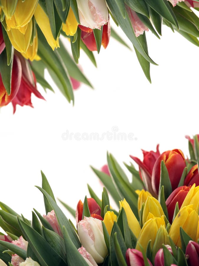 Spring Tulip Frame