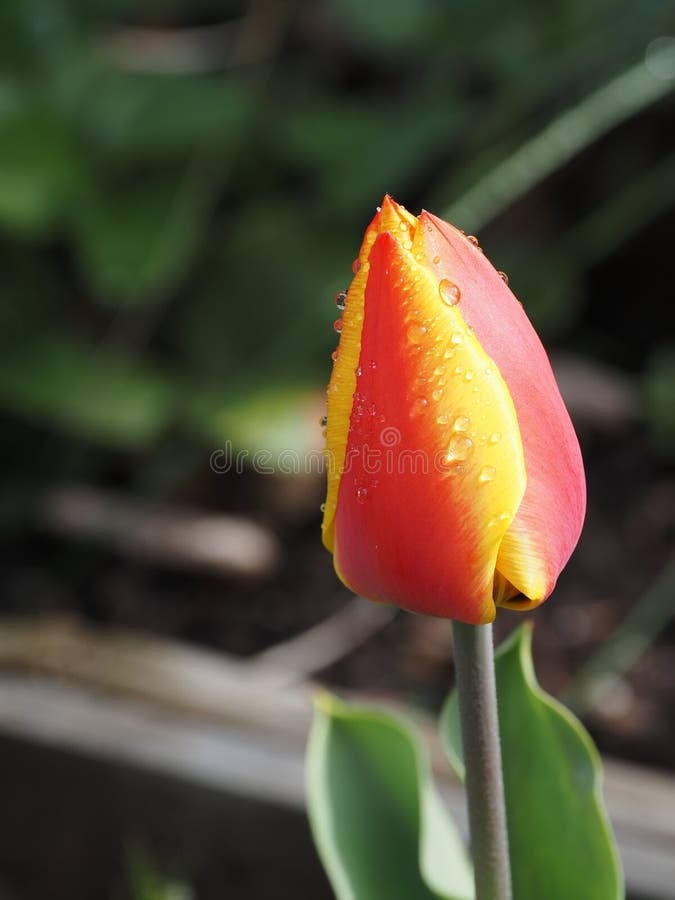 Spring tulip in full bloom stock image. Image of flora 145865199