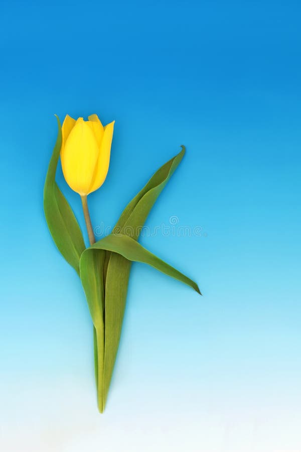 Spring Tulip Yellow Flower Minimal Composition Stock Photo Image of