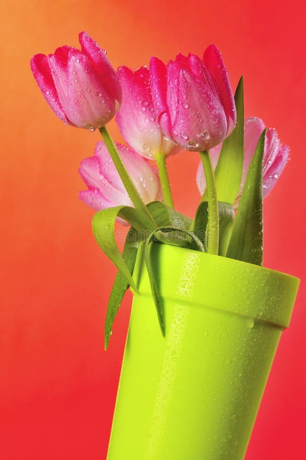 Spring Tulips 4
